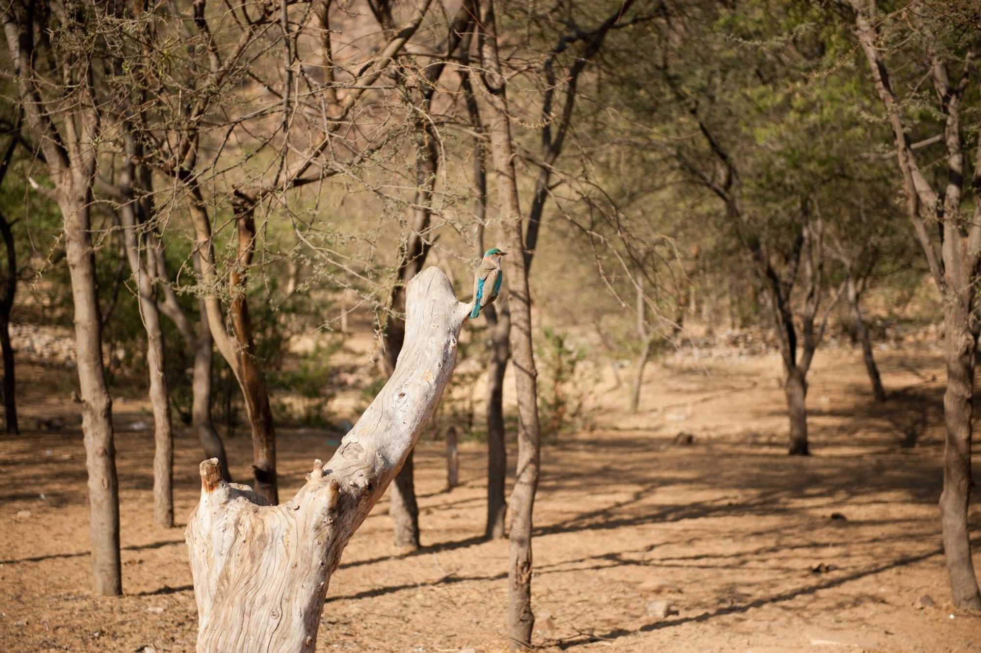 Aaram Baagh Pushkar by Pachar Group Hotel Bagian luar foto